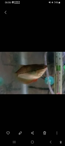 Screenshot_20241024_060658_Gallery.webp