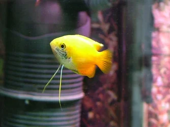 Yellow male.JPG Yellow male.JPG