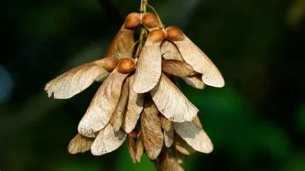 sycamore seeds.webp