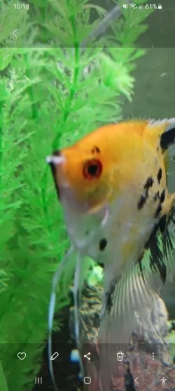 Screenshot_20241201_101855_Gallery.webp