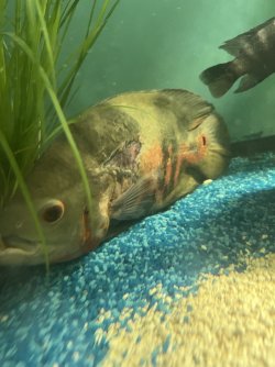 IMG_2194.jpeg