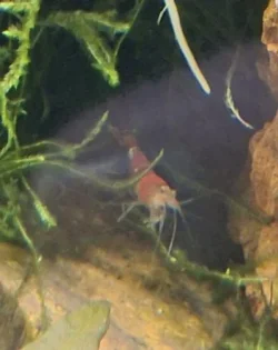 crystalredshrimp.webp