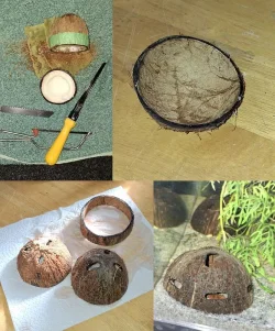 coconuttank.webp