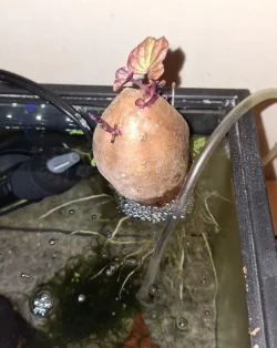 sweetpotato.webp