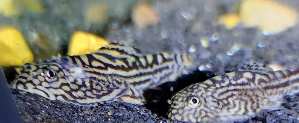 loach alive.webp