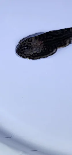 same loach dead.webp