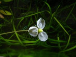 flower.JPG