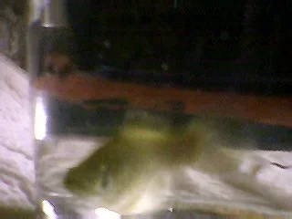 Picture_277.webp