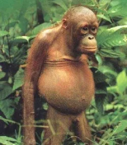 monkey_beer_belly.webp