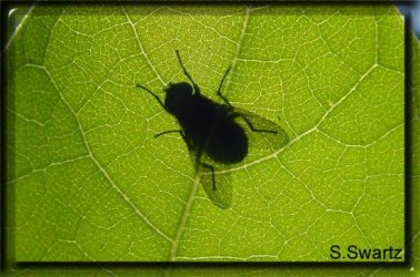 insect10.jpg