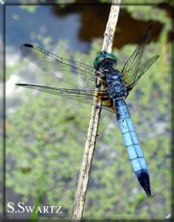 insect7.jpg