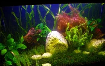 10g_9_25av.webp