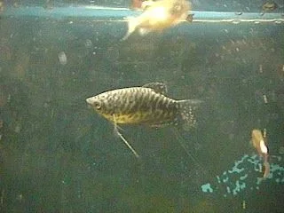 Opal_Gorami.webp