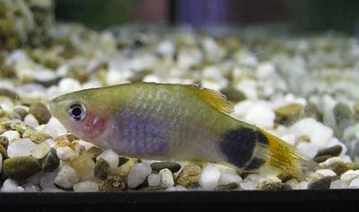 Platy1.webp