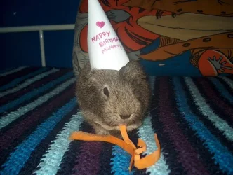 B_day_2.webp