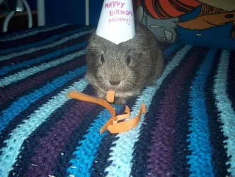B_day_3.webp