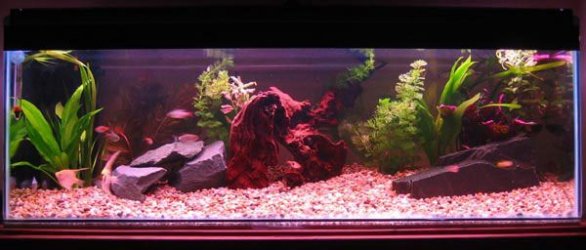 aquarium.jpg