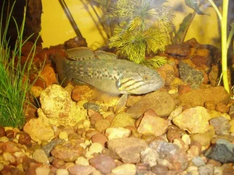 Gudgeon.webp