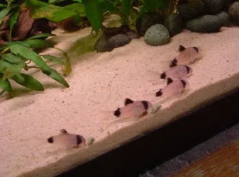 2004_1001sandcloseups0013.webp