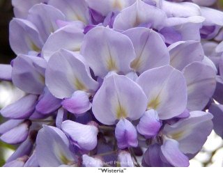 Wisteria.jpg