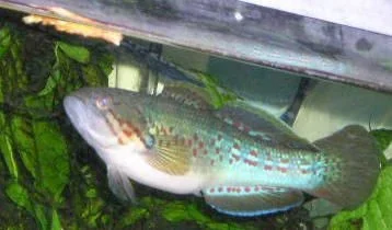 Andrew_s_tanks_4_002__2_.webp
