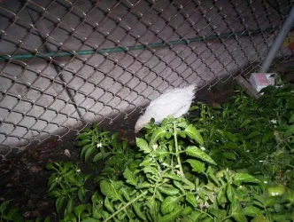 100_3396.webp