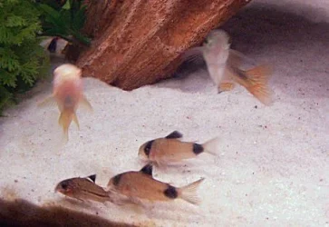 100_0111.webp