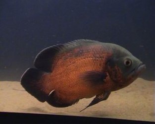Ottis3.jpg