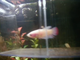 betta.webp