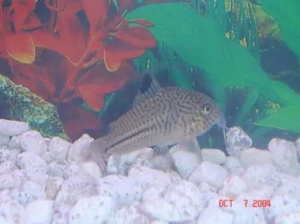 cory1.webp