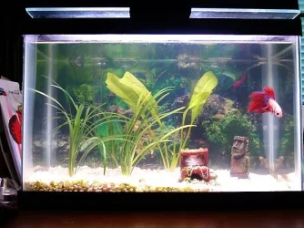 tank3.webp