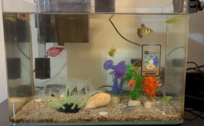 fishtank.webp