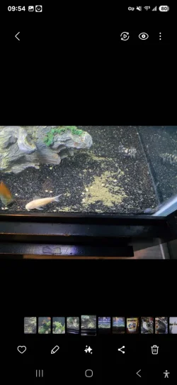 Screenshot_20250210_095422_Gallery.webp
