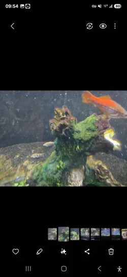 Screenshot_20250210_095411_Gallery.webp