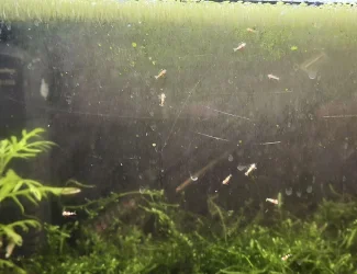 babyshrimp.webp