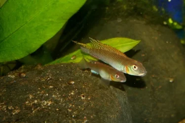 splendens4 (640x427).webp