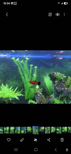 Screenshot_20250215_153447_Gallery.webp