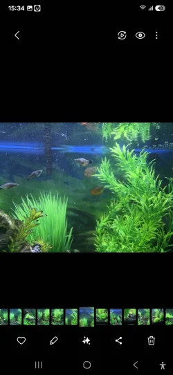 Screenshot_20250215_153432_Gallery.webp