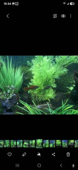 Screenshot_20250215_153425_Gallery.webp