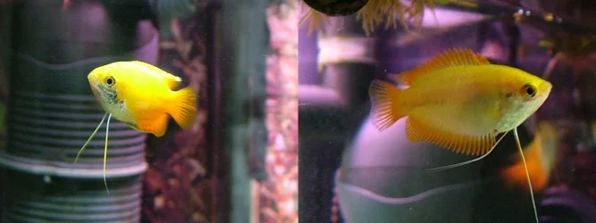 Yellow honeys.webp