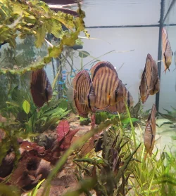 discus_tank_oct_2024.webp