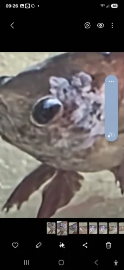 Screenshot_20250312_092700_Gallery.webp