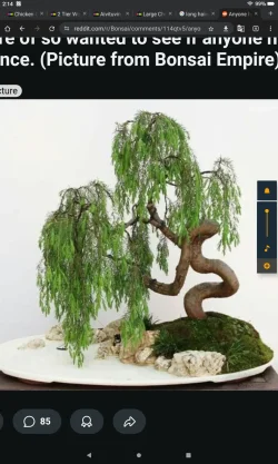 Screenshot_20250317-141439.webp