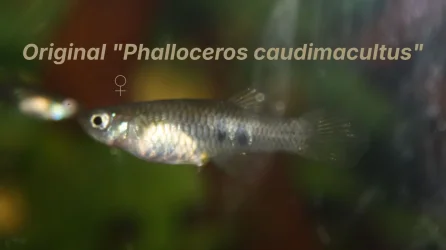 Original Phalloceros caudimaculatus.webp Original Phalloceros caudimaculatus.webp