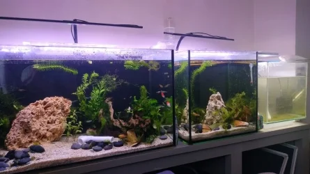 fish tanks.webp