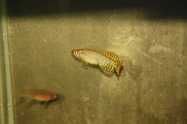 IMG_7083.JPG