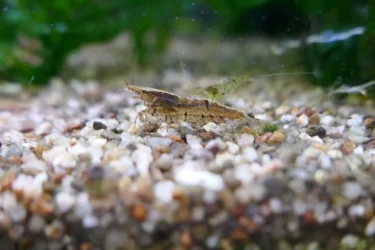 shrimp 1.webp