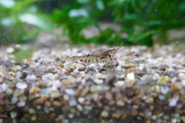 shrimp 2.webp