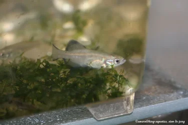 livebearer2 248 Girardinichthys viviparus.webp livebearer2 248 Girardinichthys viviparus.webp