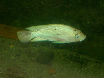 100_4927.JPG